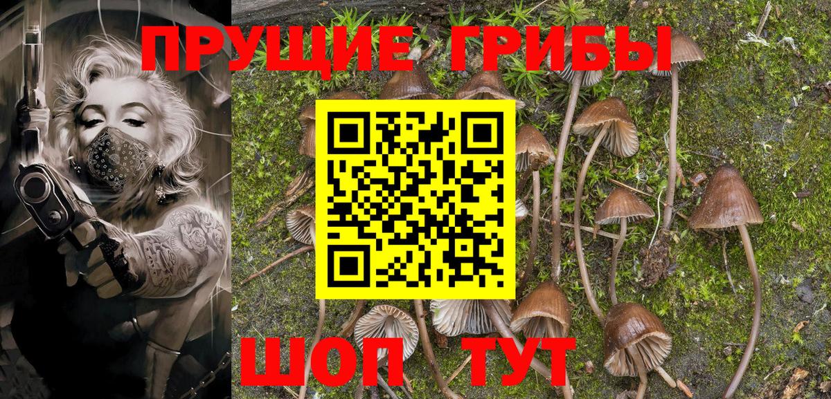 Псилоцибиновые грибы Psilocybe Скопин